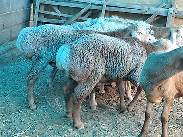 отдам животных в хорошие руки: Продаю | Баран (самец) | Гиссарская, Арашан | На забой — 1