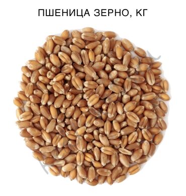 где можно купить телят симментальской породы: Куплю пшеницу 

будай алам

самовывоз 

токмок
кант
соколук
кара балта