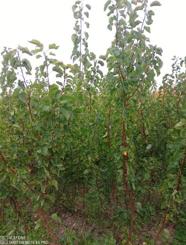 Şitillər: Meyvə tingləri satışdadır və sağlam zəmanətli sifariş verə bilərsiz -da lalafo.az — 15 Şitillər: Meyvə tingləri satışdadır və sağlam zəmanətli sifariş verə bilərsiz — 15