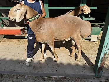 Продам с/х животных: Продаю | Баран (самец) | Для разведения | Племенные — 1