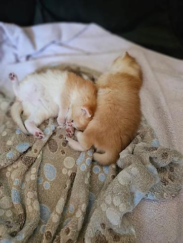 Pişiklər: Şotland — 7