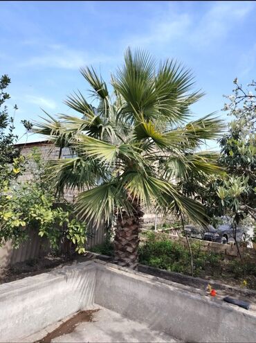 ev bitkiləri: Sağlam və gözəl palma ağacı.Alverci deyiləm şəxsi özümündü.Gövdənin