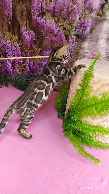 Продажа кошек: Красивейшие Бенгальские котята 3мес девочки и мальчики. Проф питомник at lalafo.kg — 13 Продажа кошек: Красивейшие Бенгальские котята 3мес девочки и мальчики. Проф питомник — 13