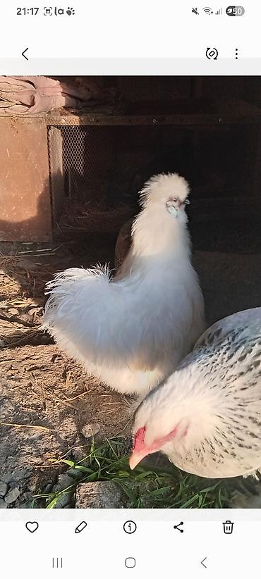 Toyuqlar: Toyuq, Damazlıq — 4