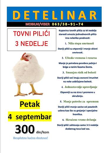 mini maltezer slike: Tovni pilići – starost 3 nedelje Karakteristike i prednosti: - Niža — 1