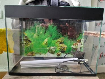 islenmis akvarium satisi: Dördbucaqlı Akvarium, Boş, 7 l, Ünvandan götürmə