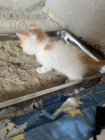 кошка породистые: 1 месяц, Мальчик, Приучена к лотку — 2