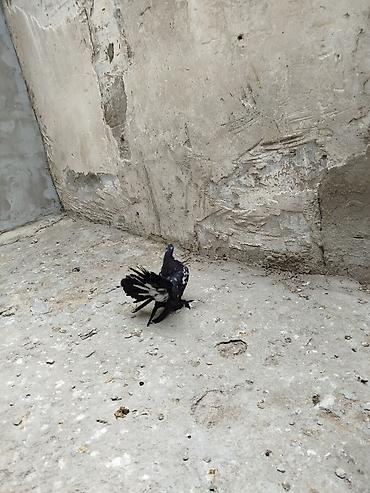 göyərçin satışı: Salam əleykum.Pavlin göyərçinləri satılır.Pavlinlər cavan Erkey və — 6