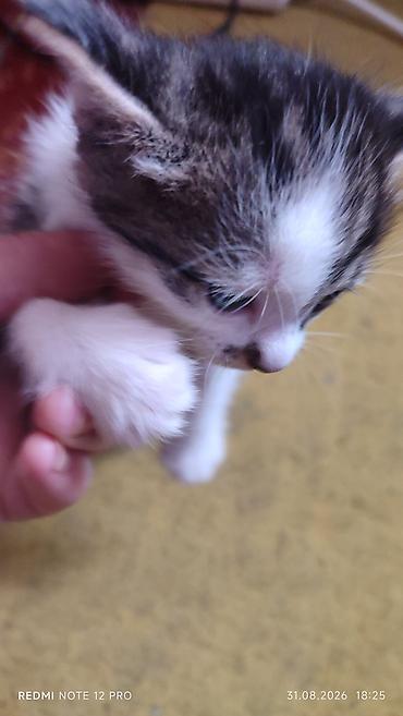 маленькие котёнки: Котята 1 мес 4 шт — 1