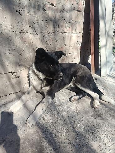 Продажа собак: Колли, 7 месяцев, Самец — 7