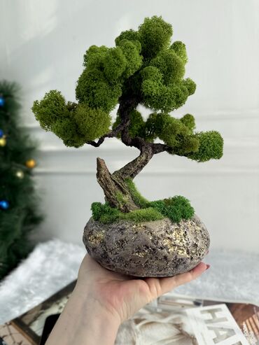 Декоративные цветы: Деревья-бонсай из натурального стабилизированного мха🌳 -это — 44