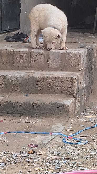 İtlər: Alabay — 12