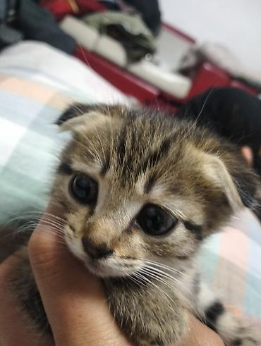каракол кошка: Скотиш Фолд (Шотландиялык шалпаң кулак), 2 айлык, Ургаачы — 8