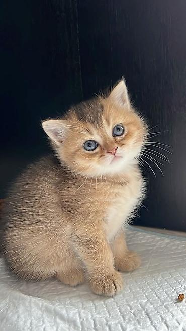 Qızıl şinşilla lalafo.az -da Qızıl şinşilla