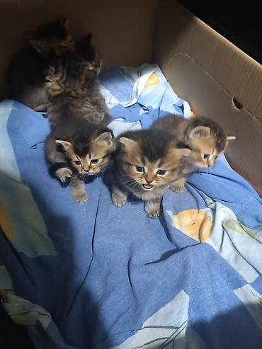 Pişiklər: Erkək, Dişi, Yaxşı əllərə, Pulsuz çatdırılma, Ödənişli çatdırılma, Ünvandan götürmə — 11