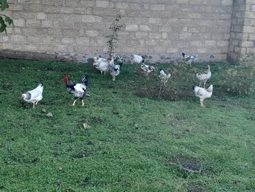 Toyuqlar: Toyuq, Damazlıq, Ünvandan götürmə — 8