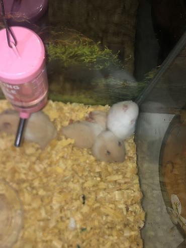cucə yuvası: Hamster balaları – kiçik dekorativ gəmiricilər - Növ: cüce/dwarf — 2