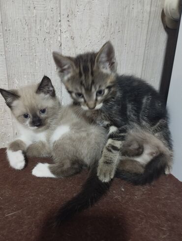 ангорские котята: Котята,есть котики и кошечки,мама знатная крыселовка,проглистованы и
