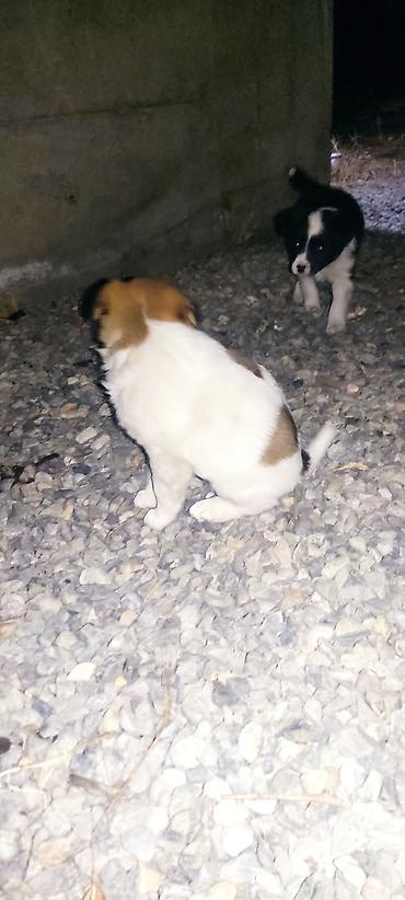 Продажа собак: Отдам даром щенки бардер колли 1 Мес мальчики адрес город Ош село — 2