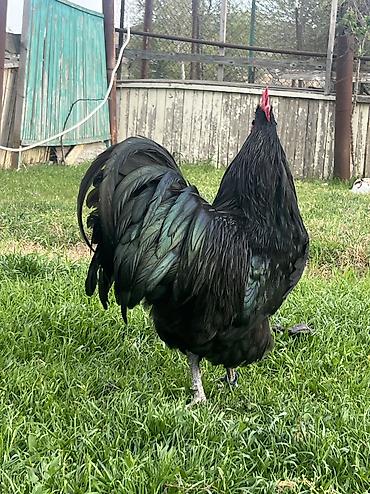 Toyuqlar: Toyuq, Australorp, Damazlıq — 8