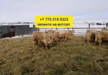 Коровы, быки: Продаю | Корова (самка), Бык (самец), Тёлка | Шароле, Якутская, Абердин-ангус | На забой, Для разведения, На откорм | Племенные, Нетель, Привязанные