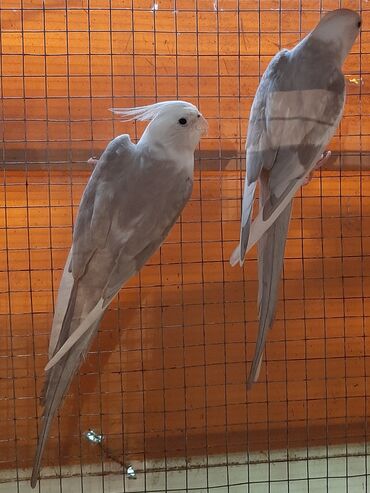 ağ qara pişik: Təcili satılır. Nadir rəngdə nimfa tutuquşuları (Cockatiel) cütü