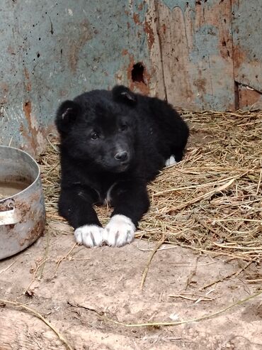 akita satılır: Qafqaz çoban iti, 1 ay, Erkek, Ünvandan götürmə