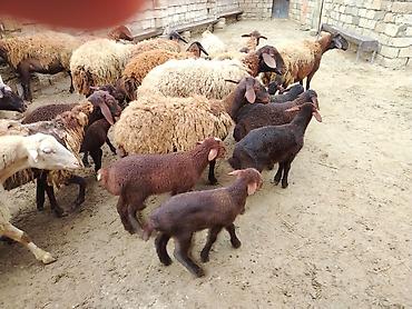 Qoyunlar, qoçlar: Satılır: Qoyun sürüsü - Növ: yerli xalı/xar (uzunquyruq, yağlı — 15