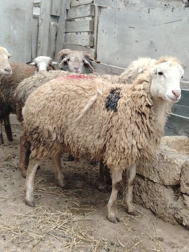 Qoyunlar, qoçlar: Salam alekum hər cəkidə quzumuz var erkək qurbanlıq quzular 270 — 3