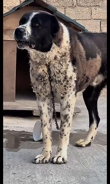 akita iti satilir: Qurdbasar, 2 il, Erkək — 2