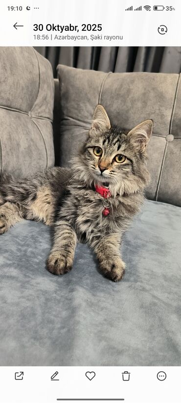 собака в добрые руки: Sibir, Dişi, Yaxşı əllərə, Ünvandan götürmə