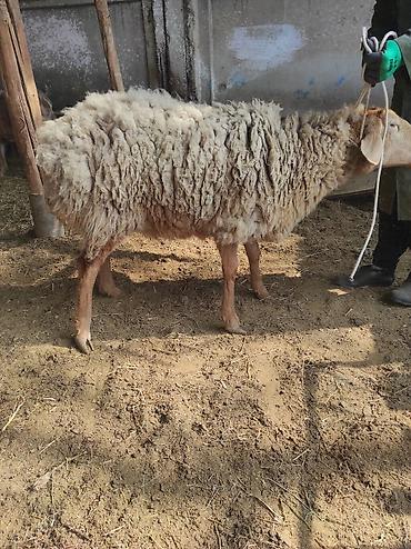 Баран, овца: Продаю | Овца (самка) | Для разведения | Ярка — 10