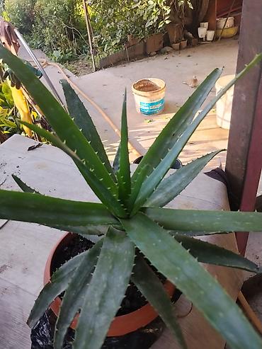 Алоэ: Алоэ (Aloe) в горшке - Суое тенистое растение с розеткой длинных — 3