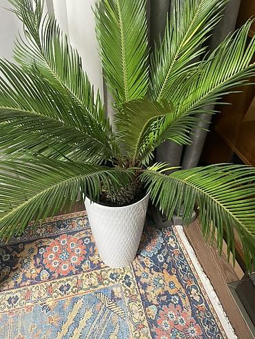 Саговник (Cycas revoluta) - Эффектное вечнозелёное растение с