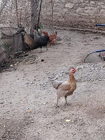 Toyuq, Damazlıq