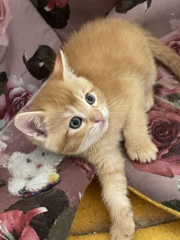рыжий котенок: Шотландский котенок, родился 10.05.24, к лотку приучен, мальчик