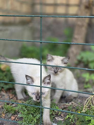 Мышыктар: 🐾 Британские котята готовы к переезду! 🏡 Предлагаются очаровательные — 2