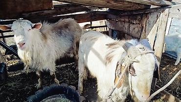 Козы, козлы: Продаю | Козёл (самец) | Полукровка | Для разведения | Осеменитель — 11