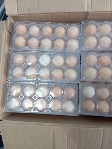 🥚 ЯЙЦА ПО 10 ШТ. В ГОТОВОЙ УПАКОВКЕ — ОПТОМ! Ищете готовый товар для
