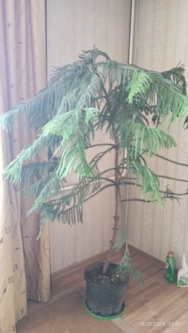 пальма дерево: Араукария