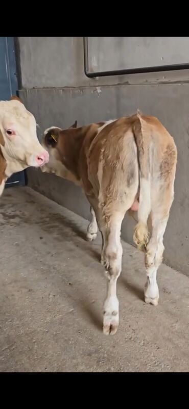 Dana, buzov: Məhsul: Simental cinsli buzovlar Təsvir: - Rəng: açıq-qəhvəyi/ağ — 2