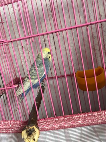 Bülbüllər: 1 cut vistivka ve cut valnis papuqay hazir cavan cutlerdi — 7