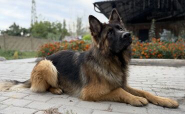 Продажа собак: Немецкая овчарка, 4 месяца, Самка, С прививкой, С родословной — 6