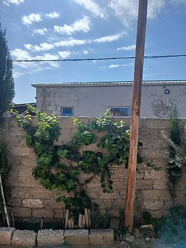yeni gunesli kiraye evler heyet: 2 otaqlı həyət evi - Plan: 2 ayrı yataq otağı/otaq, zal, mətbəx və — 8