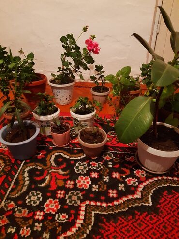 Другие комнатные растения: Продаю комнатные цветы
Очень много цветов звоните