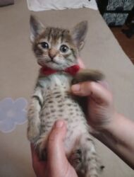 Pişiklər: Erkək, Dişi, Yaxşı əllərə — 8