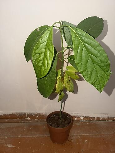 malax meyvə: Avokado, 0705793033 vatsap nömrəsinə yazın. Dona avokado (Persea — 2