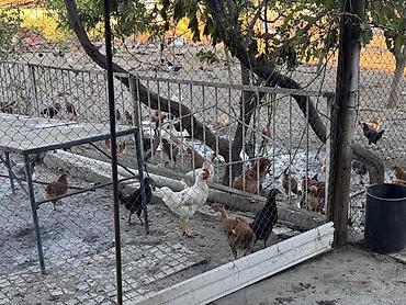 kənd toyuqlarının satışı: Beçələr satılır. Qiyməti 13 manat Ünvan: Şəki Göybulaq kəndi - — 8