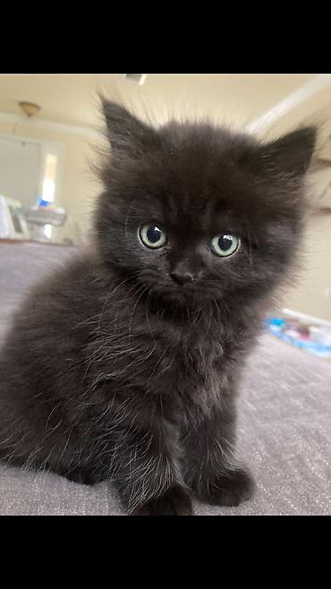 Продажа кошек: 🎁 Полностью домашние, к лотку и миске приучены (ну, почти — они — 8