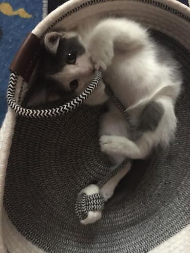 кошку: Кошка даром: Беспородная, 3 месяца, Мальчик, Приучена к лотку — 3